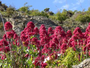 07Jun2015020631Spring Cromwell.jpg